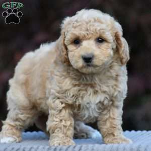 Larry, Bich-Poo Puppy